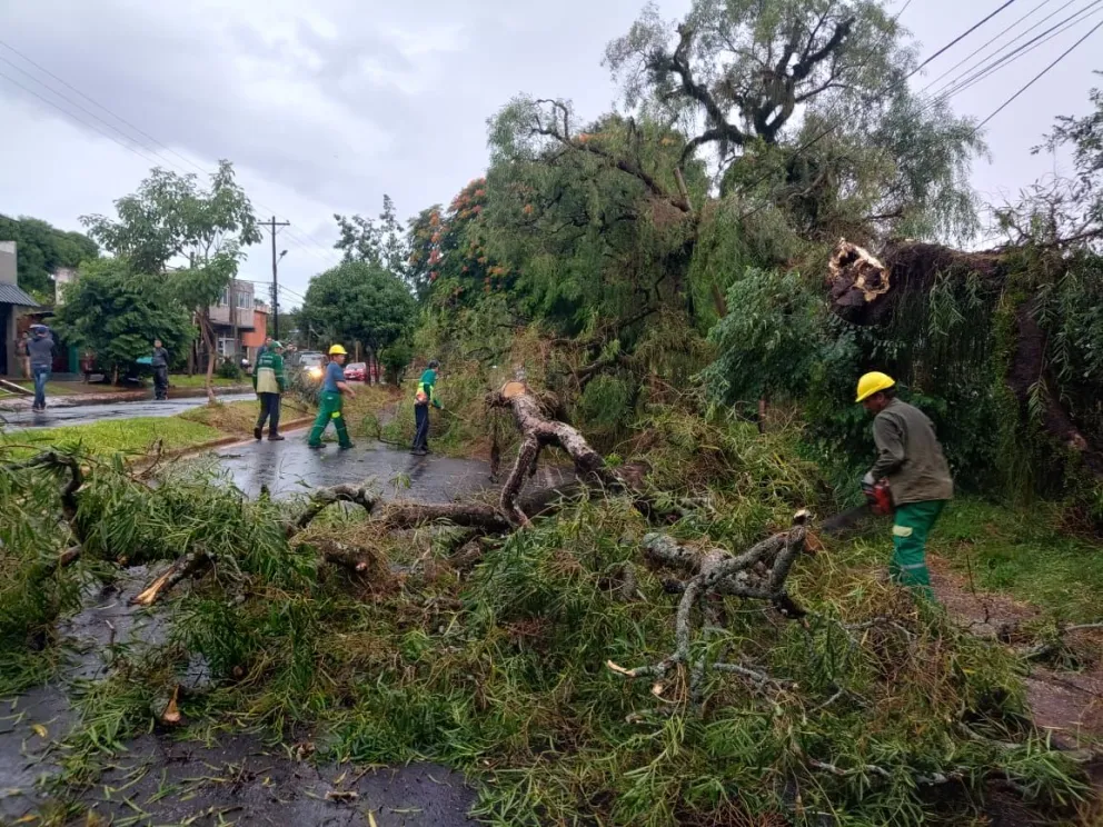 Tormenta en Posadas: caída de árboles, postes y pedidos de asistencia tras el temporal