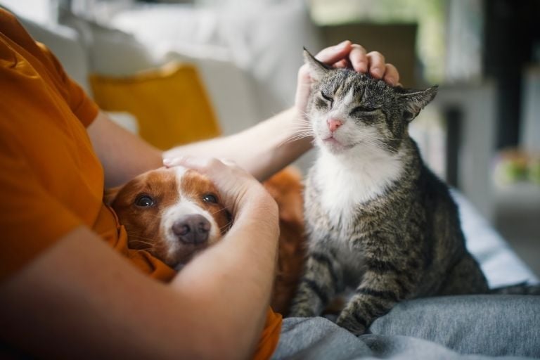 Día del Animal | Alimentación, higiene y salud: cuánto cuesta mantener una mascota y por qué el cuidado integral es clave para su bienestar