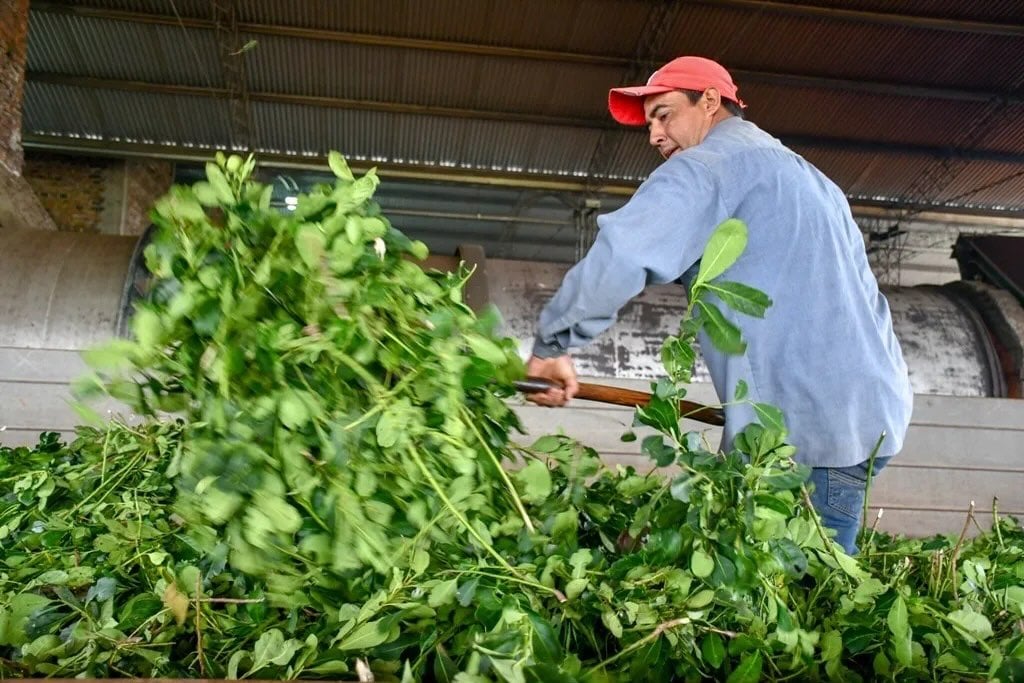 El ministro de Hacienda de Misiones, Adolfo Safrán, detalló la entrada en vigencia del descuento de cheques sin interés para el sector yerbatero