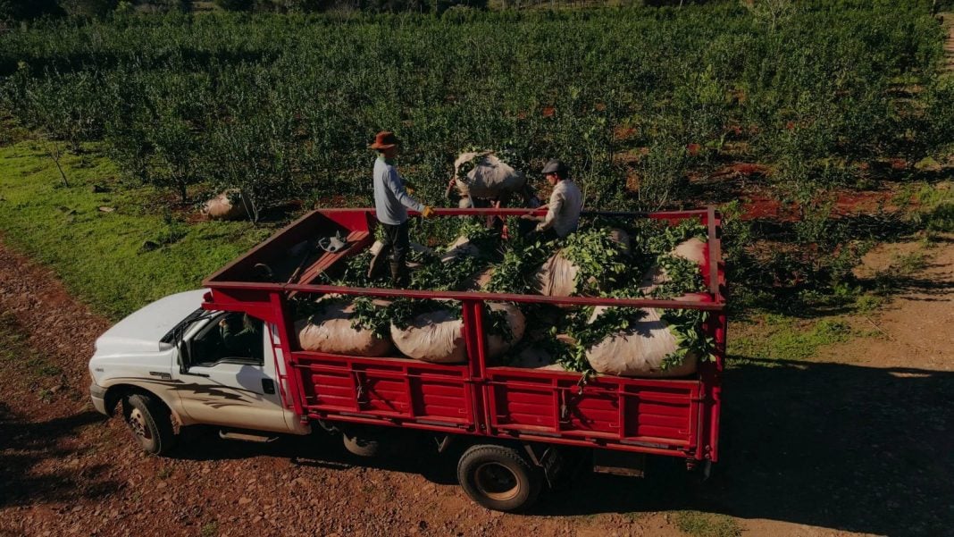 Misiones | Yerbateros accedieron a más de $170 millones en descuentos de cheques a tasa cero en apenas cuatro días