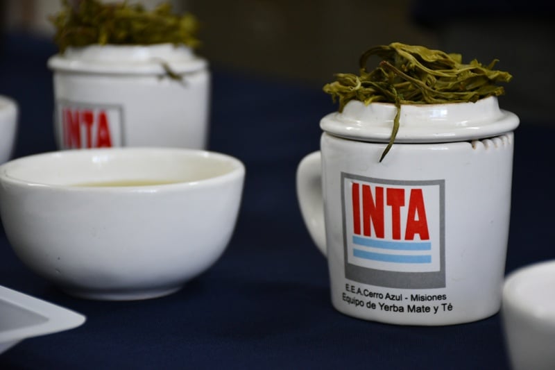 El INTA evalúa cultivares de té para potenciar el desarrollo del té de especialidad en Misiones